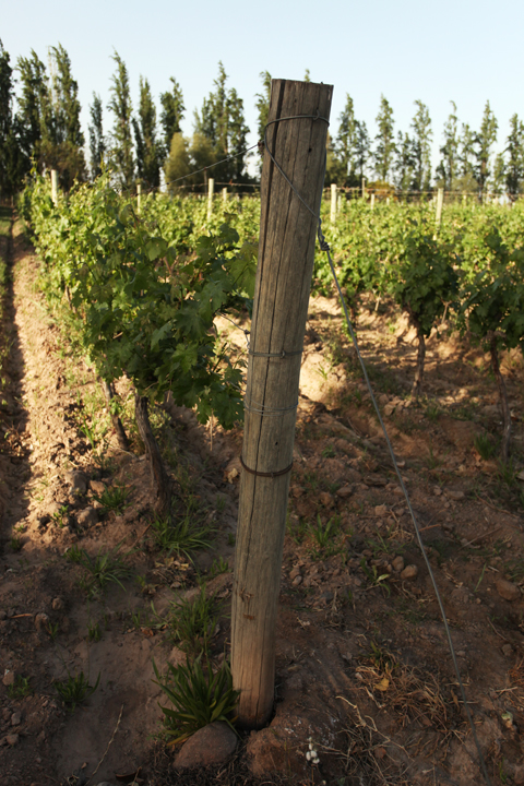Tempus Albus Vineyard Tempus Albus Vineyard