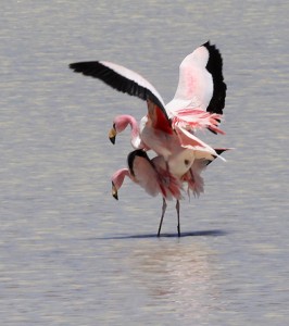 Mating