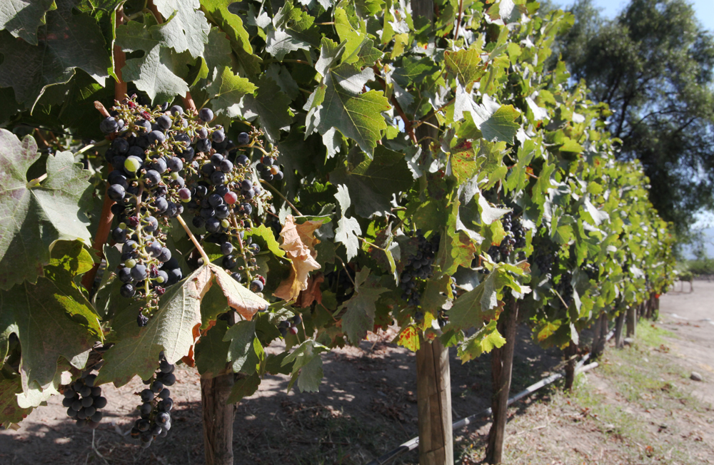 Concha y Toro Vines Concha y Toro Vines