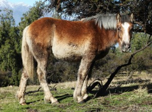 Andes horse