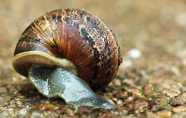 Snail Snail
