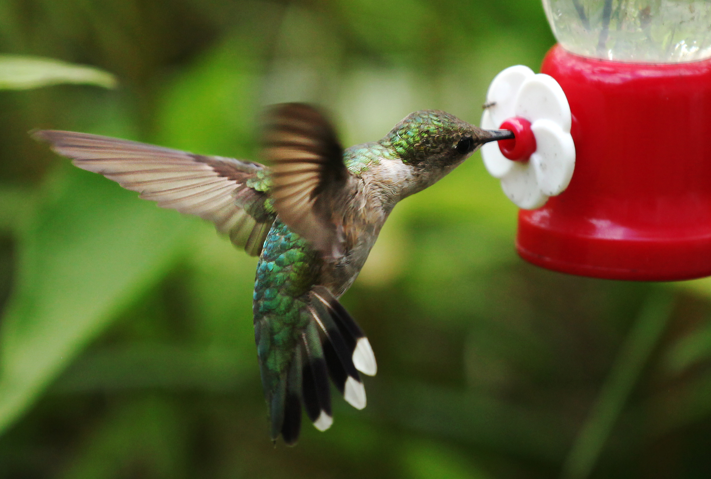 Hummingbird Hummingbird