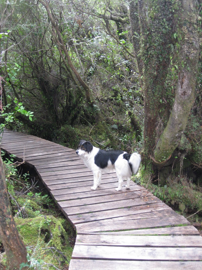 Chiloe National Park