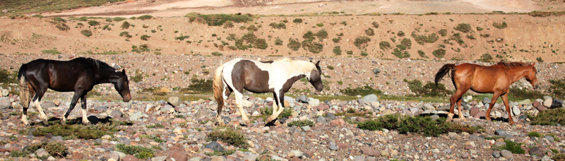Wild Chilean horses Wild Chilean horses
