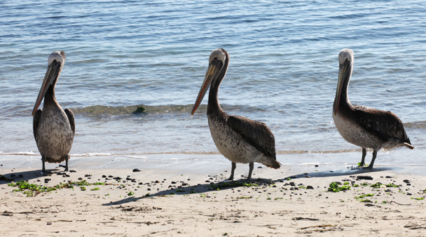 Pelicans in CHile Pelicans in CHile