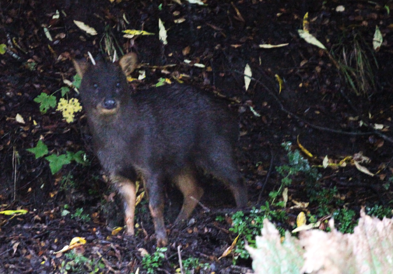 Chilean pudu