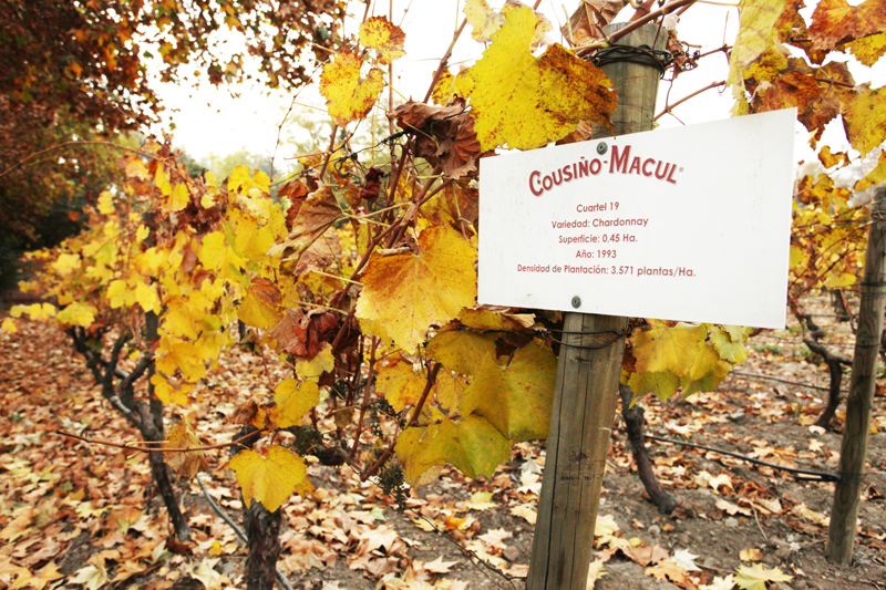 Cousiño Macul vineyard
