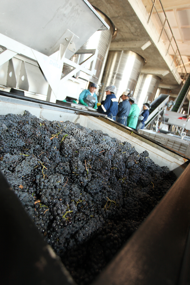 Pinot Noir