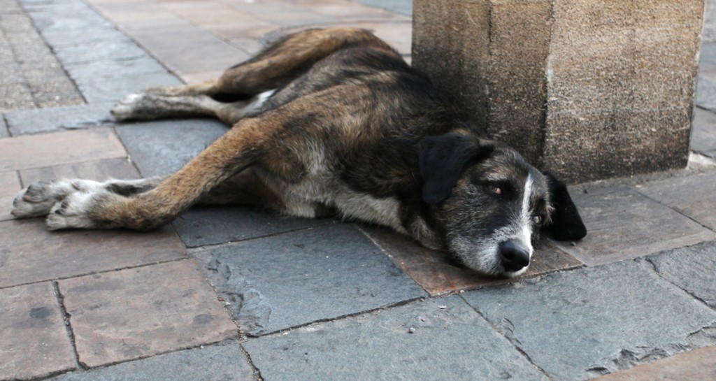Street dogs