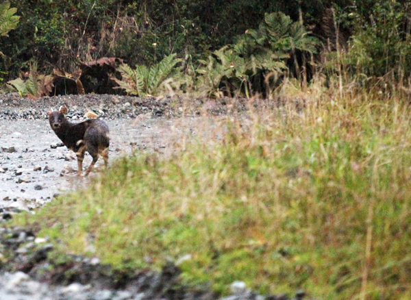 pudu