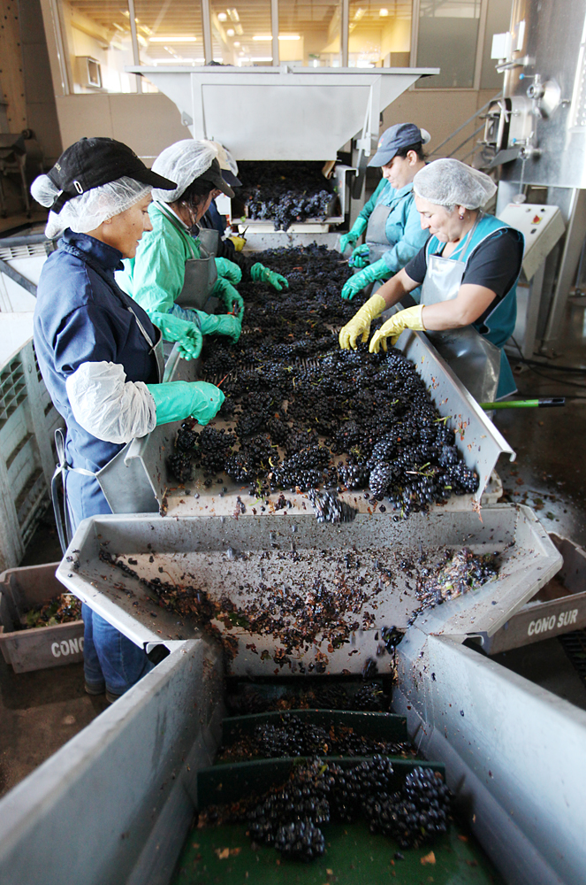 Selecting the perfect Pinot Noir
