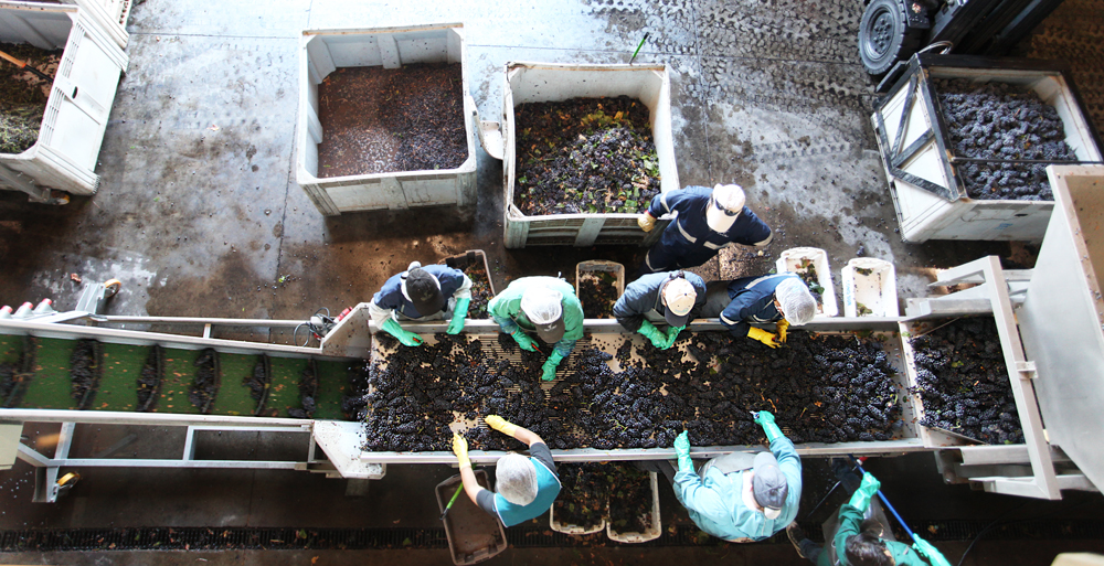 Cono Sur Pinot Noir