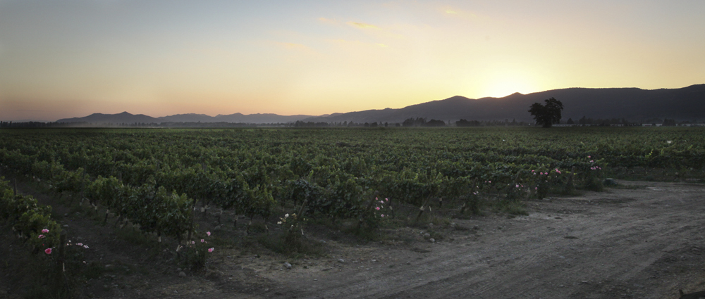 Cono Sur Vineyard