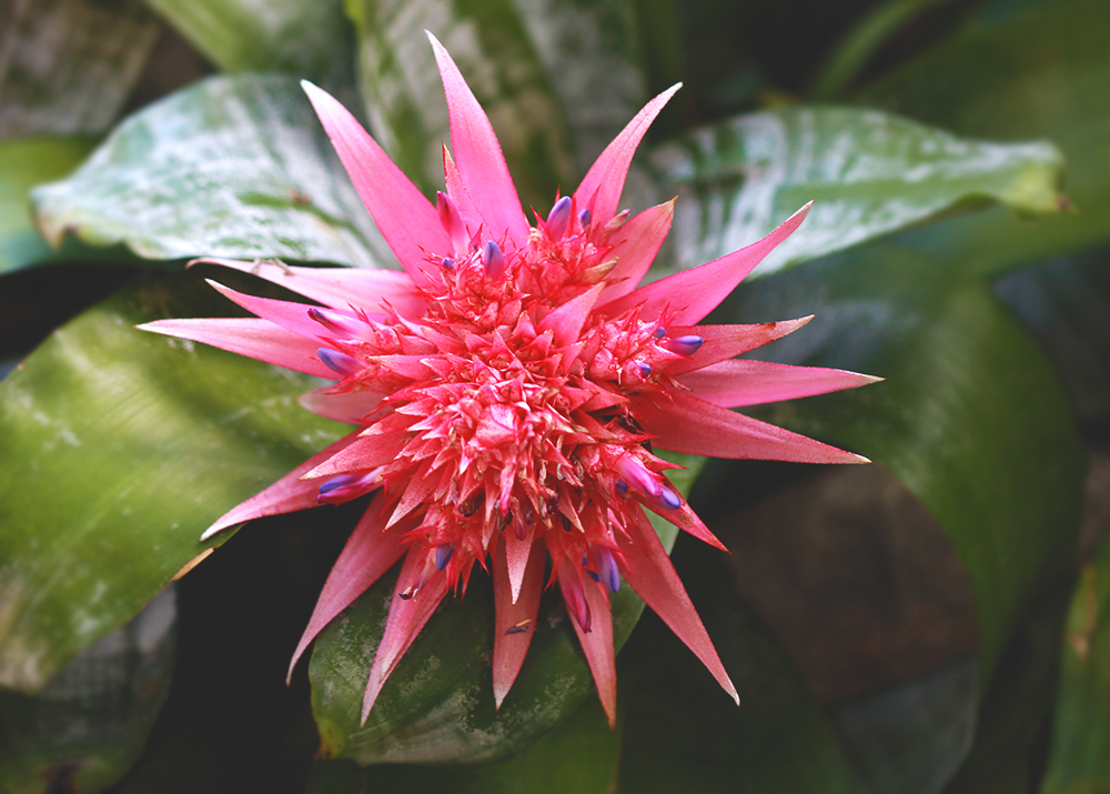 Key West flower