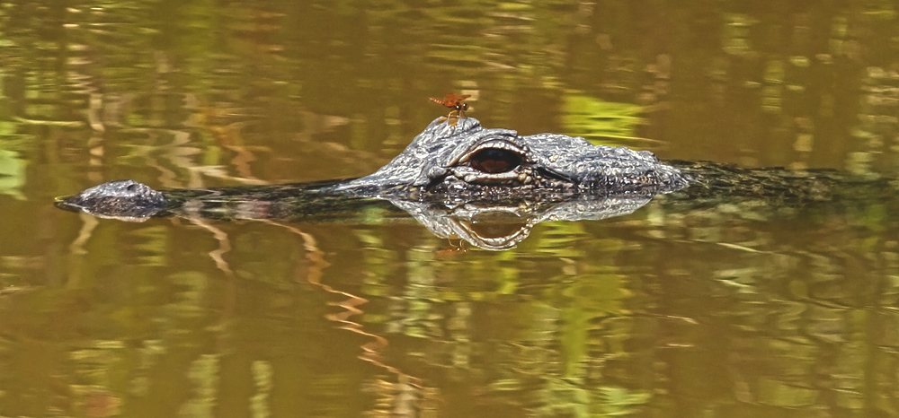 everglade alligator