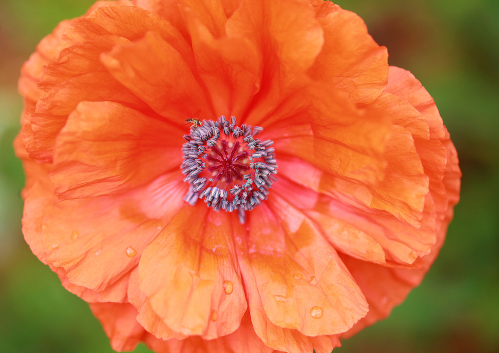 poppy in bloom
