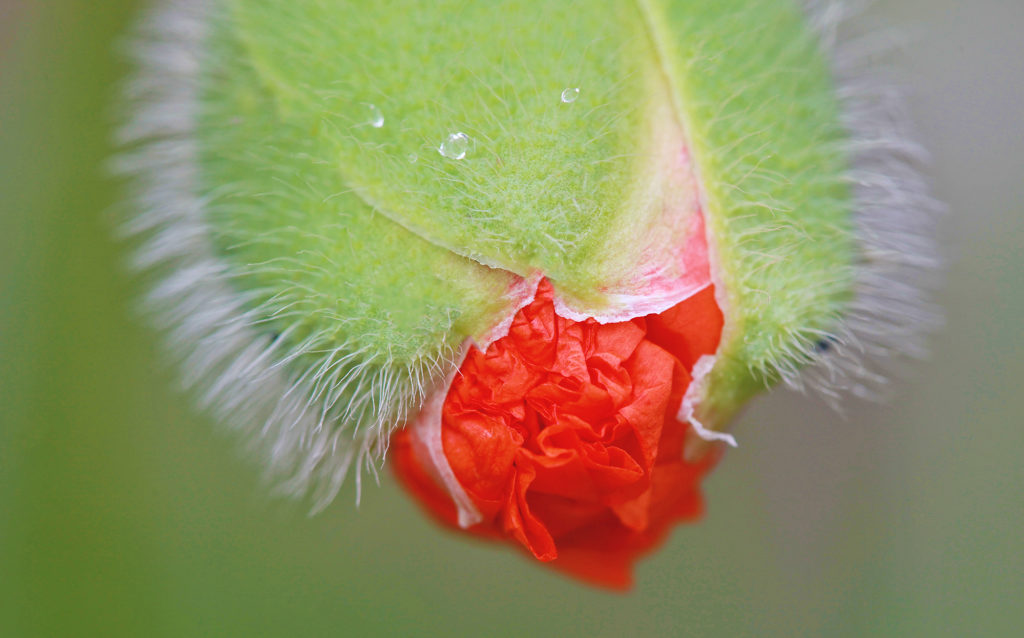 popping poppies