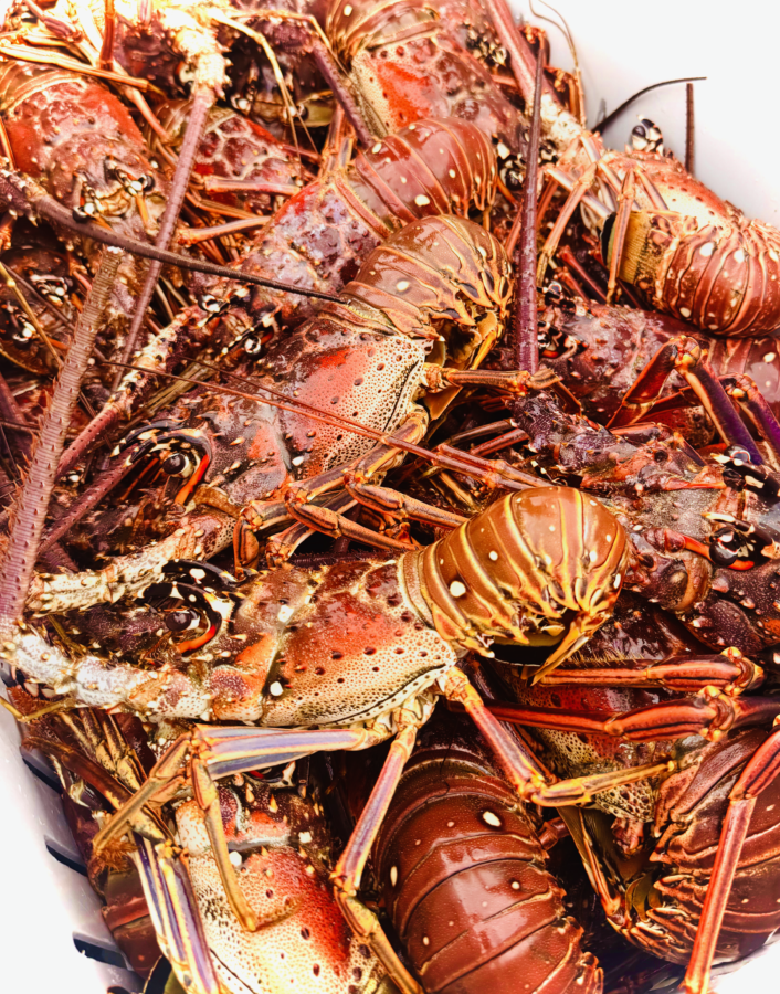 Caribbean lobster
