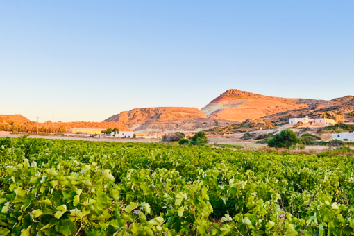 Kostantakis Vineyards