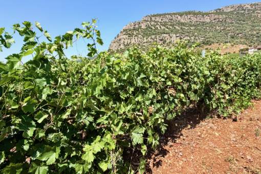 Lantides Winery, a Greek favorite from the Peloponnese Lantides Winery Vineyards